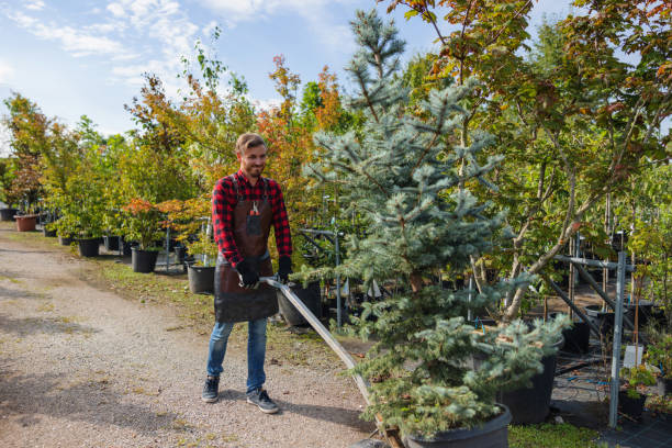 How Our Tree Care Process Works  in Mcclure, PA